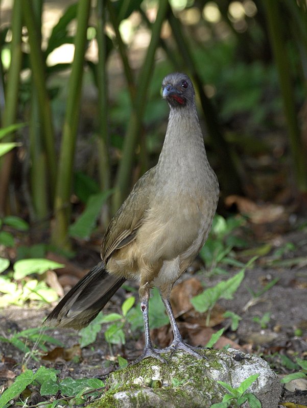 plain chachalaca.TiKal Guatemala