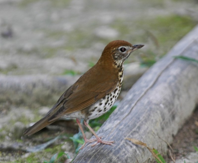 Wood Thrush.Tikal Guatemala