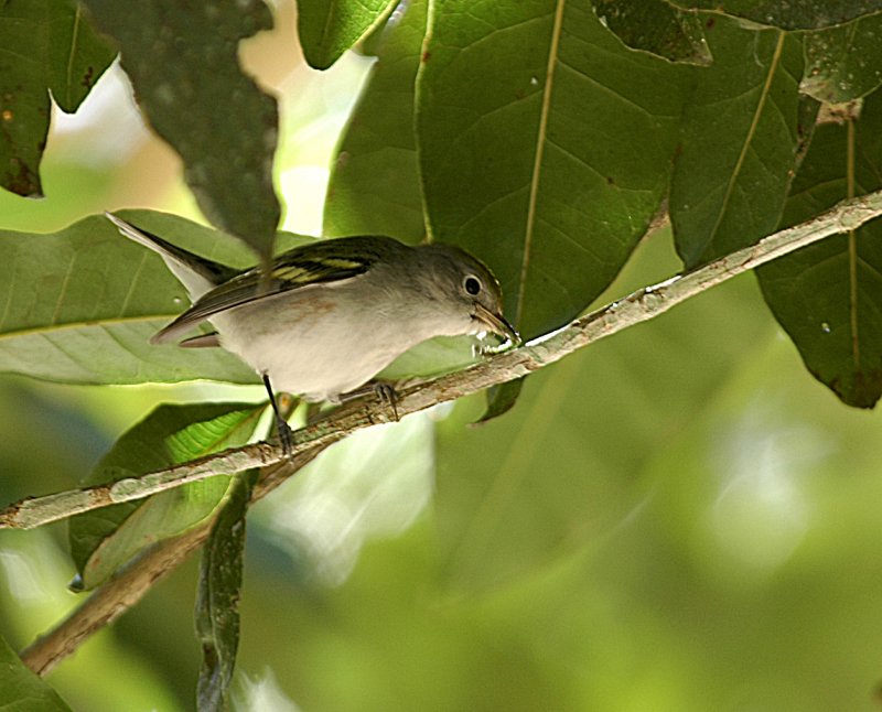 Vireo. Tikal Guatemala