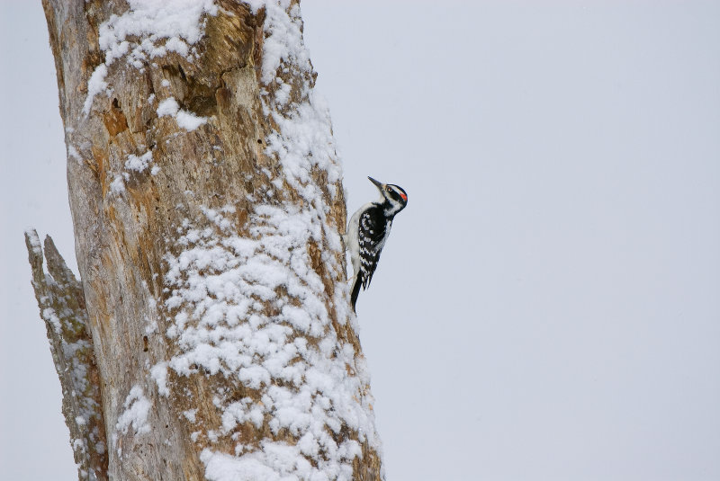woodpecker