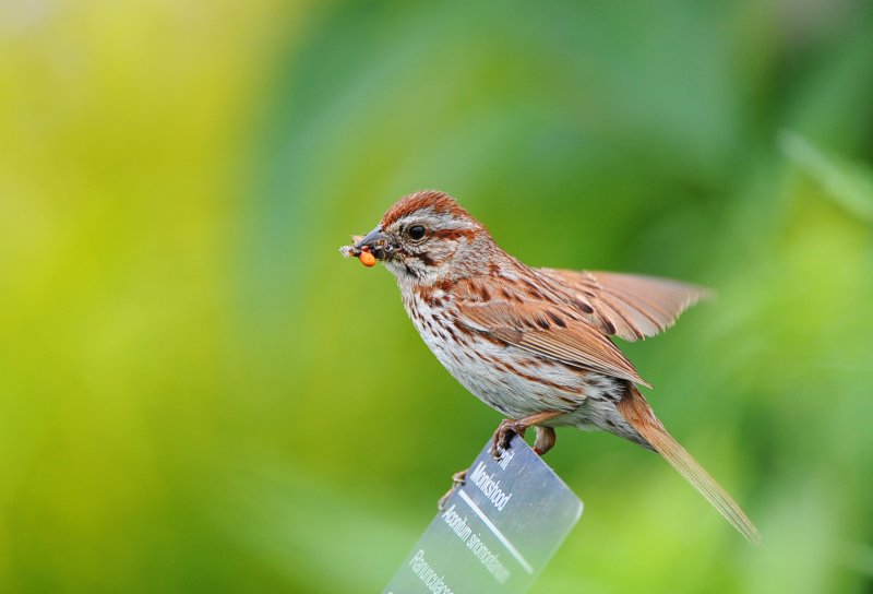 song Sparrow