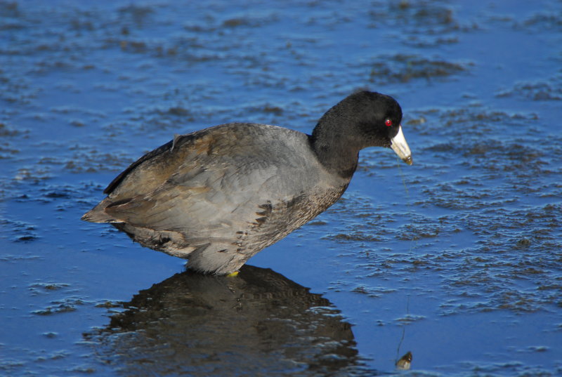 Bolsa Chica CA
