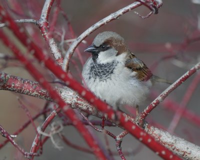 Song Sparrow