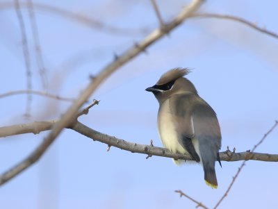 Cedar Waxwing