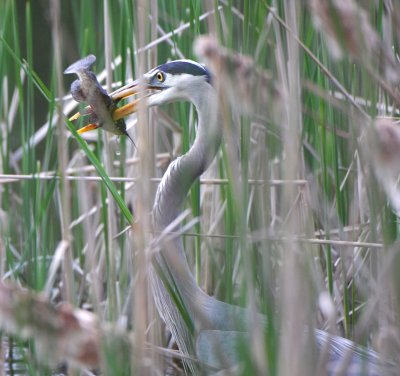 Blue Heron