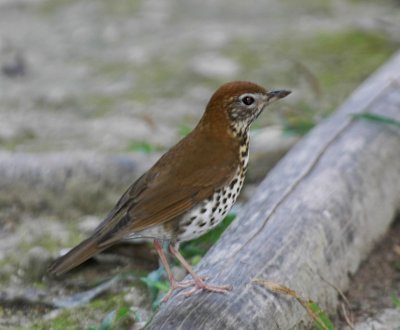 Wood Thrush.Tikal Guatemala