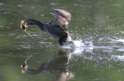 pied billed grebe