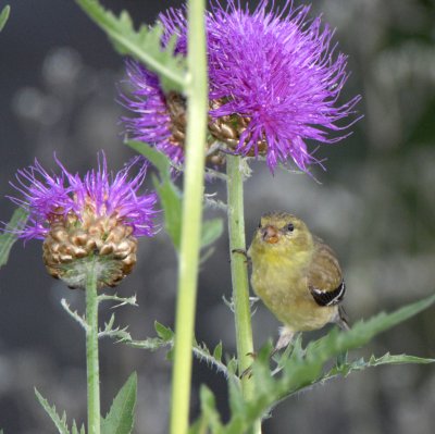 Goldfinch female