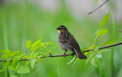 female Blackbird