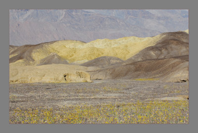 Mustard Canyon