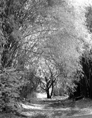 Tree in Bamboo Grove