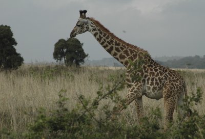Giraffe