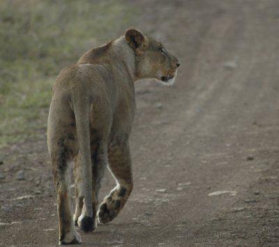 Lioness on the prowl