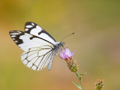 White Pine Butterfly