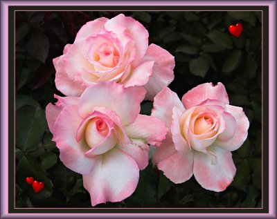 Roses at Manito Gardens, Spokane