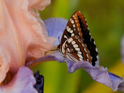 Lorquin Admiral Butterfly