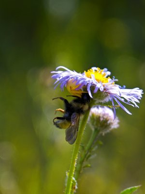 Aster spider Bee