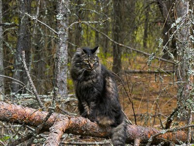 McDuff, a Maine Coon Forest companion