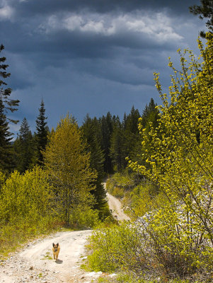 Trail to the Knob