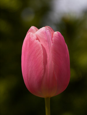 Tulip251.jpg