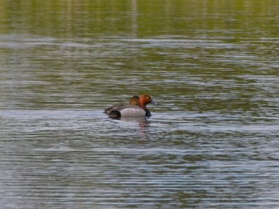 Redhead Duck Pair