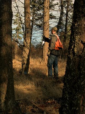 Marking trees for thinning