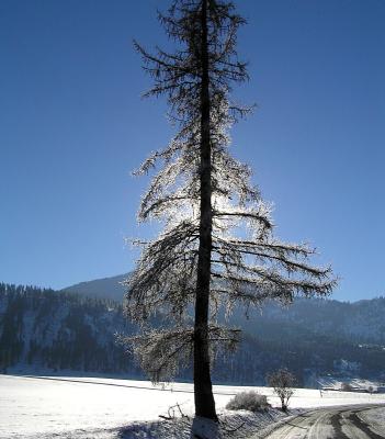 Backlit Larch