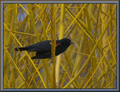 Redwing blackbird