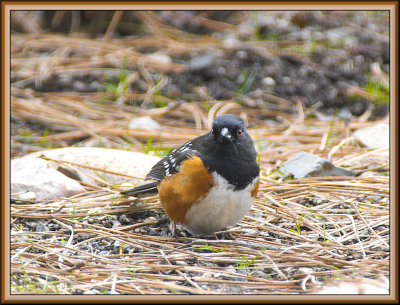 Spotted (Rufous) Towhee
