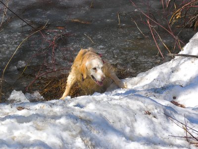 Lindsay stuck in icy pond