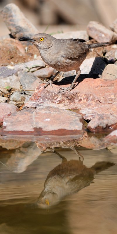 Elephant Pond_20100516-102.jpg