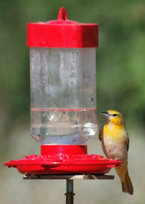 Elephant Pond_20100516-099.jpg