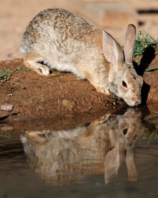 Elephant Pond_20100516-051.jpg