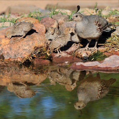 Elephant Pond_20100516-067.jpg