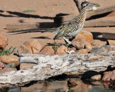 Elephant Pond_20100516-154.jpg