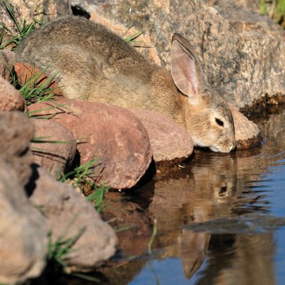 Elephant Pond_20100516-180.jpg