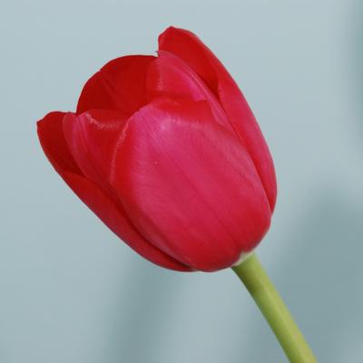 Tulips 4-08-06-055.jpg