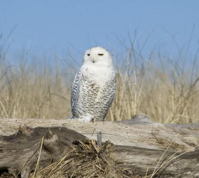 snowy owl damon point, wa