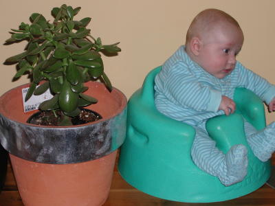 Potted