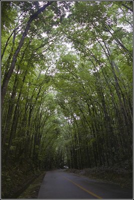 Man-made Forest 1