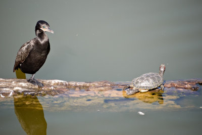 Cormorant and a turtle.jpg