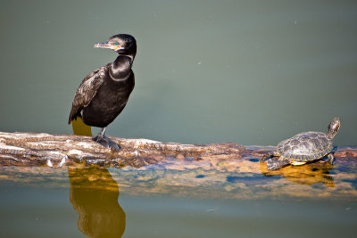Cormorant and a turtle2.jpg