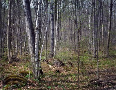 Nicolet Forest in the Springtime