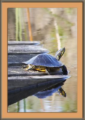 Florida Redbelly turtle.jpg