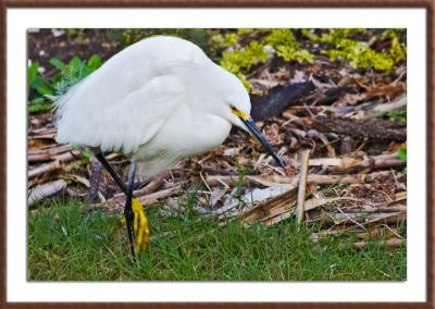Snowy Egret with golden shoes.jpg