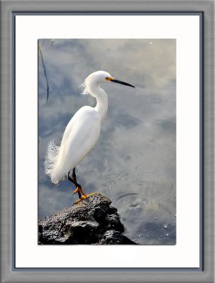 Snowy Egret with the Golden Shoes