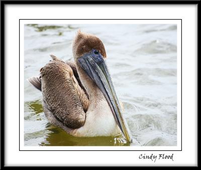 Immature Brown Pelican.jpg