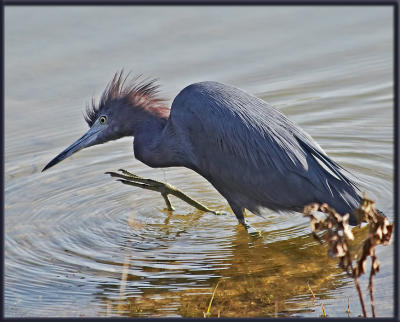 Little Blue Heron Behavior.jpg