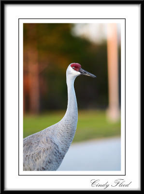 Sandhill Crane.jpg