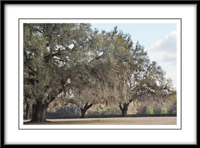 g3/17/553517/3/56770034.LiveOakTrees.jpg